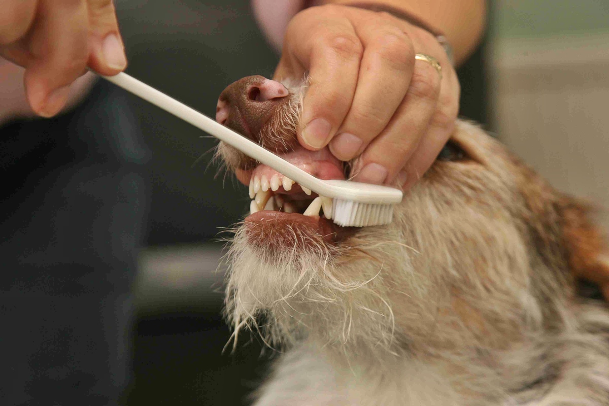 15 Unbelievable Dog Teeth Cleaning for 2024