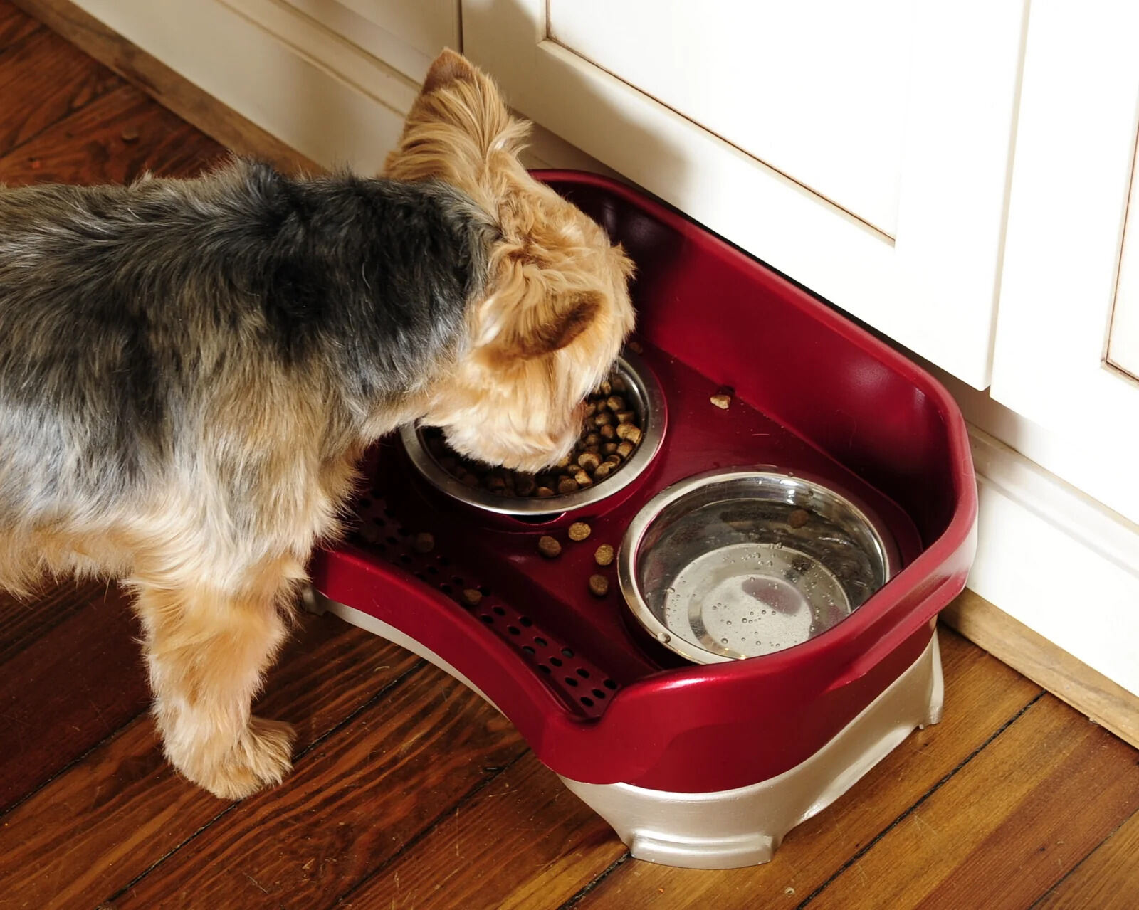 8-superior-dog-food-and-water-bowl-for-2023