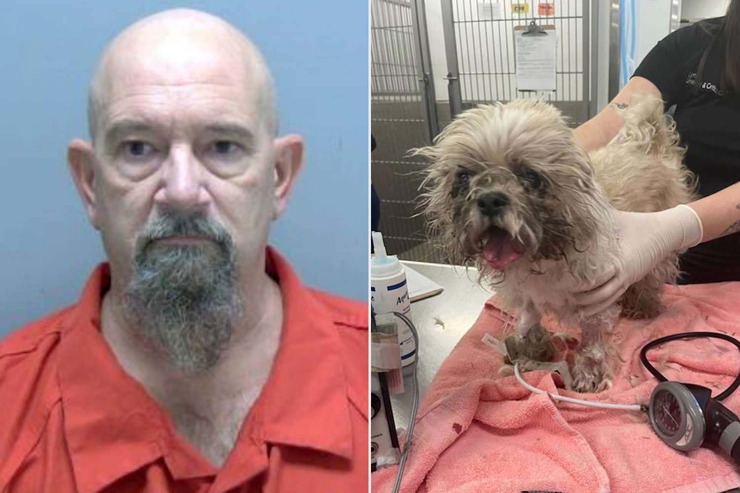 Florida Man Arrested For Attempted Killing And Dumping Of Old Shih Tzu Dog