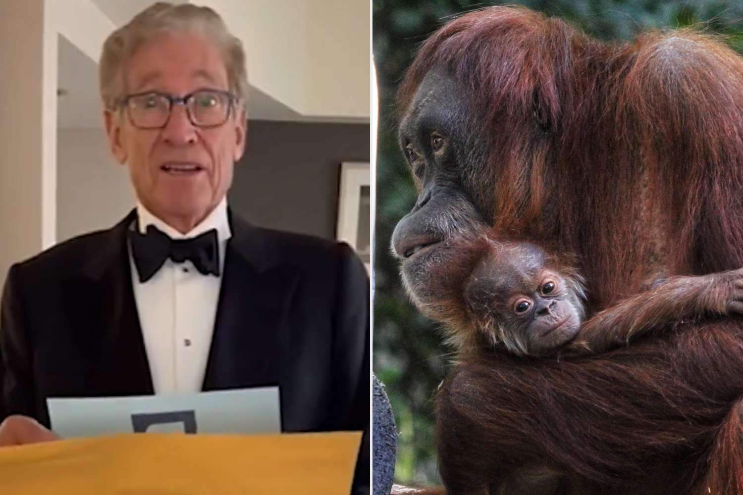 Maury Povich Reveals Paternity Test Results For Baby Orangutan At Denver Zoo