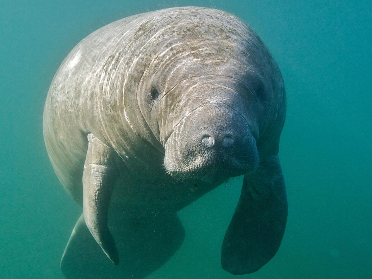 separated-manatees-finally-relocated-after-public-outrage-sparks-change