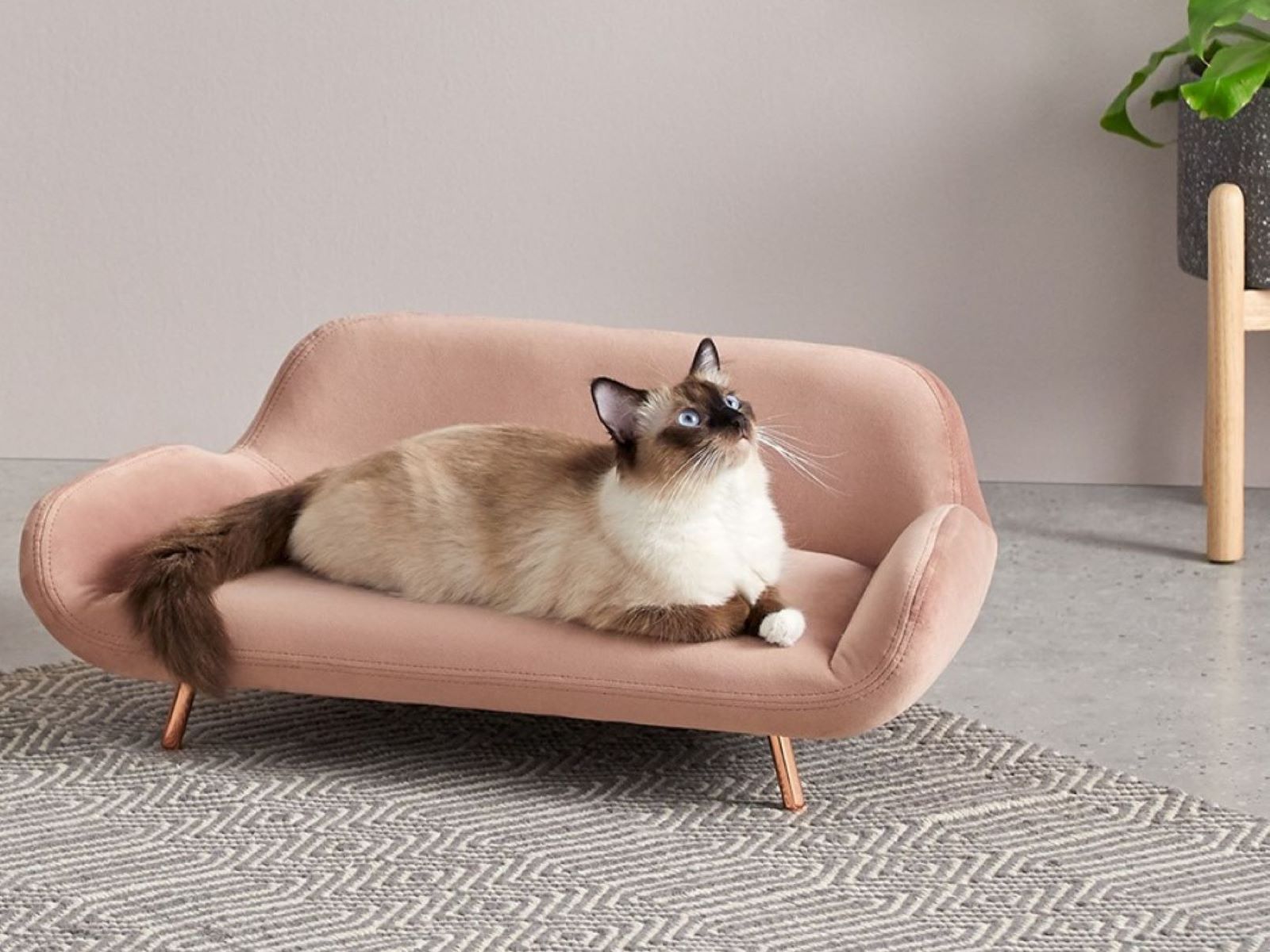 11 Superior Cat Sofa for 2024
