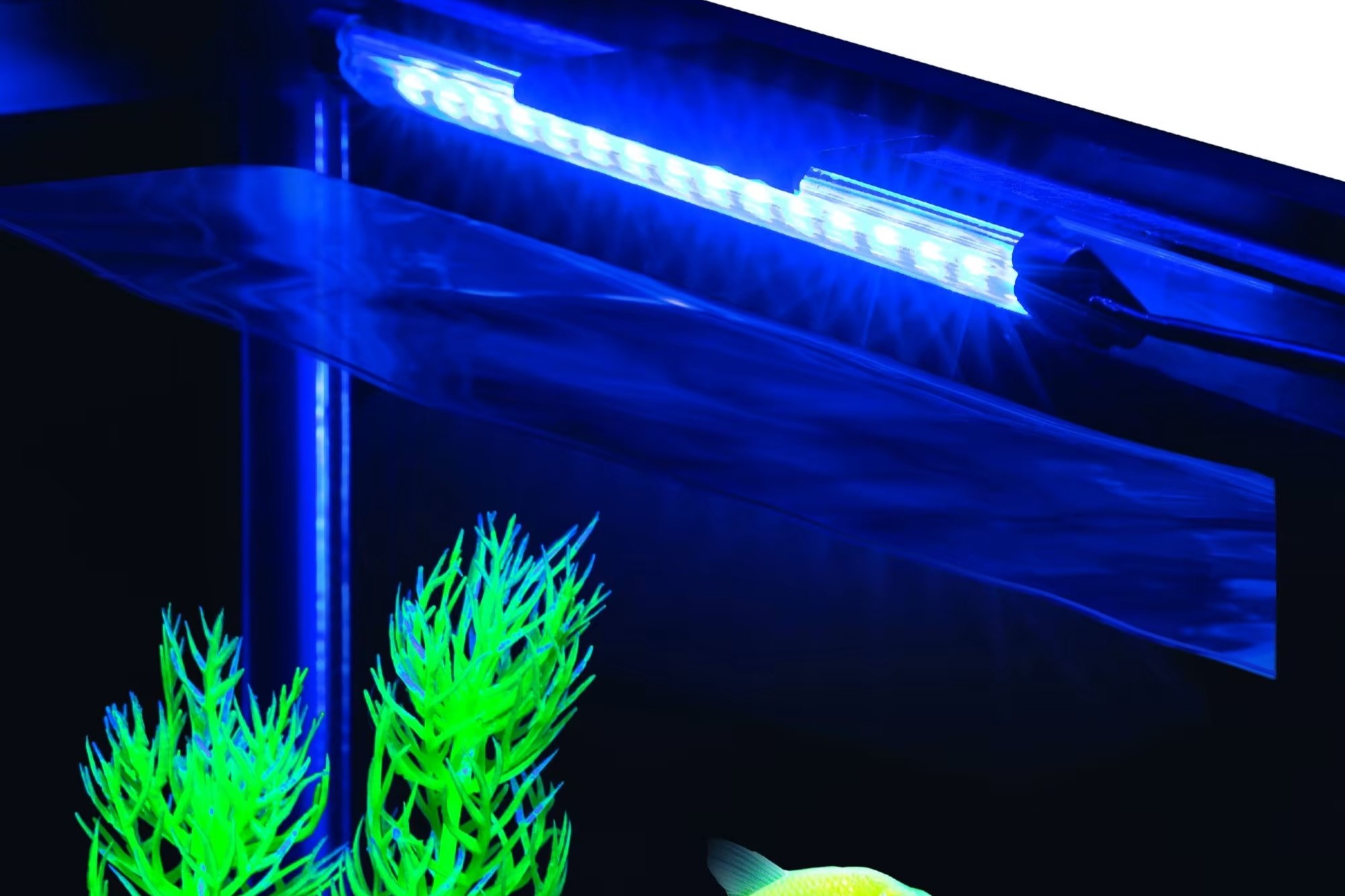aquatic-lighting-exploring-the-impact-of-blue-light-in-fish-tanks