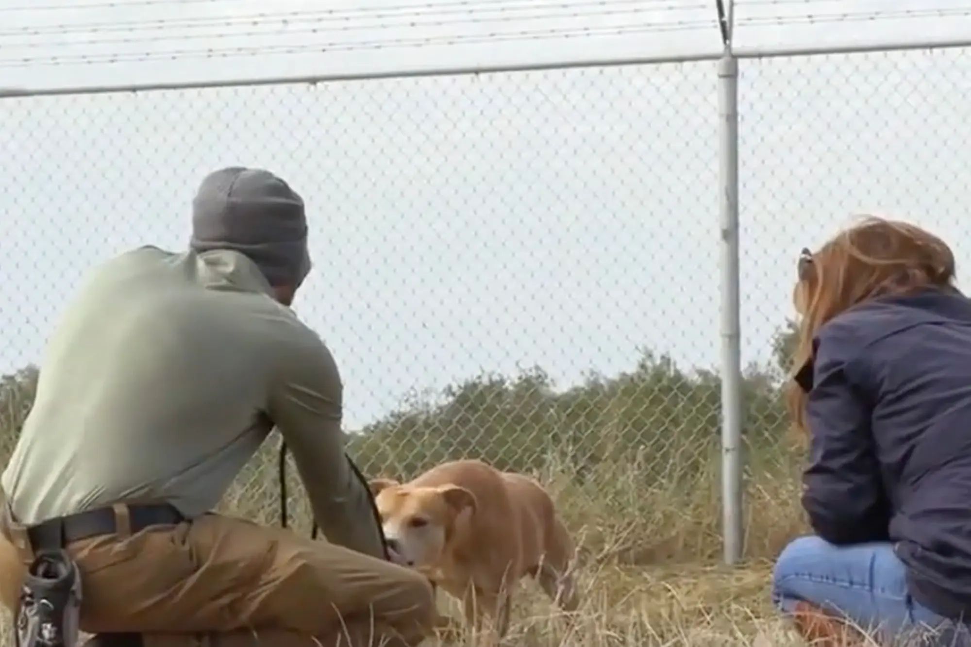 Border Crisis: Abandoned Dogs And The Humanitarian Efforts
