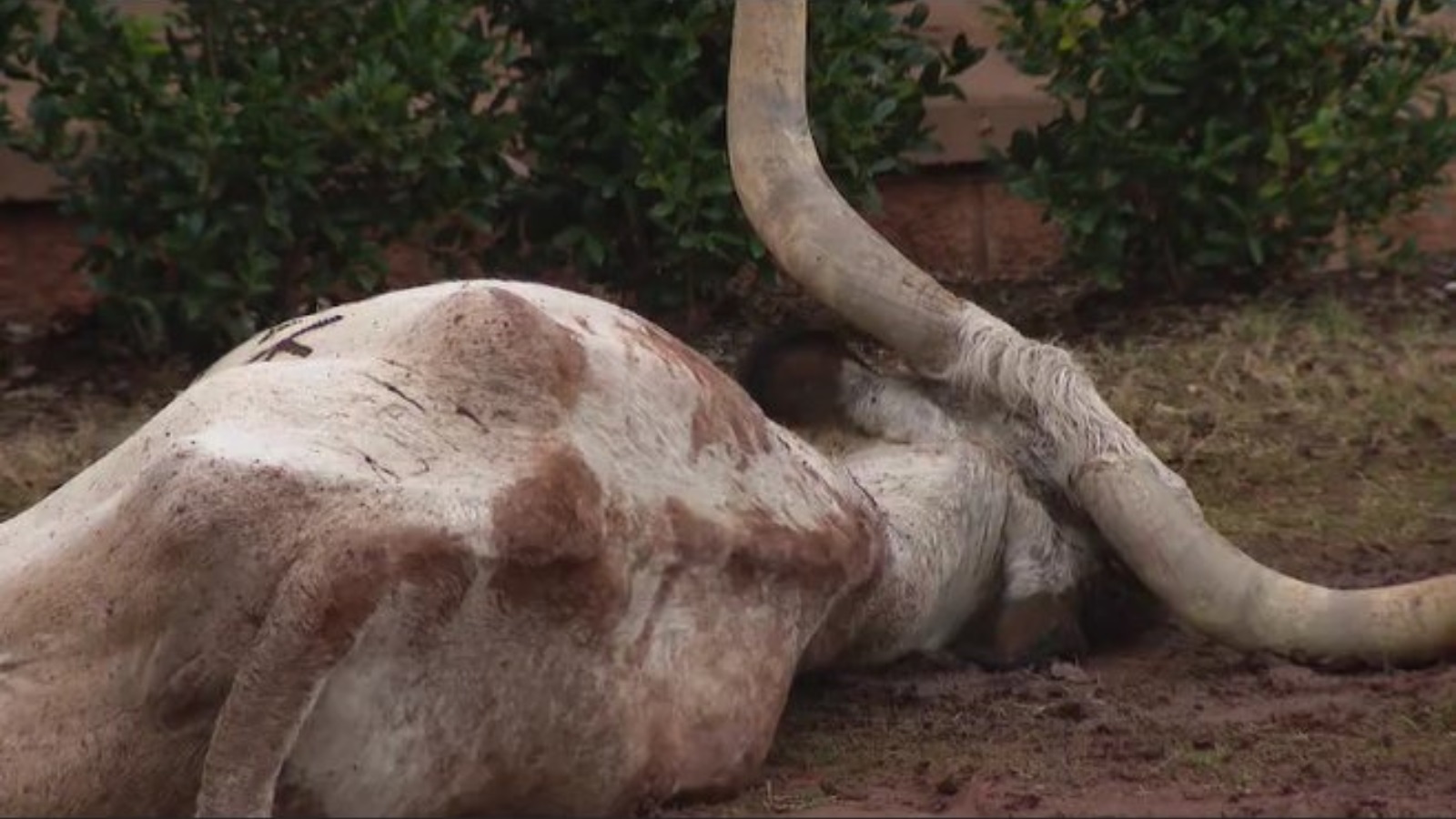Four Charged For Dumping Dead Longhorn Near OSU Campus