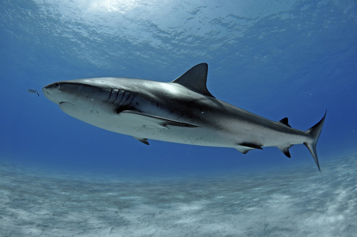 New Footage Reveals Atlantis Bahamas Shark Tank Activity Prior To Child’s Attack