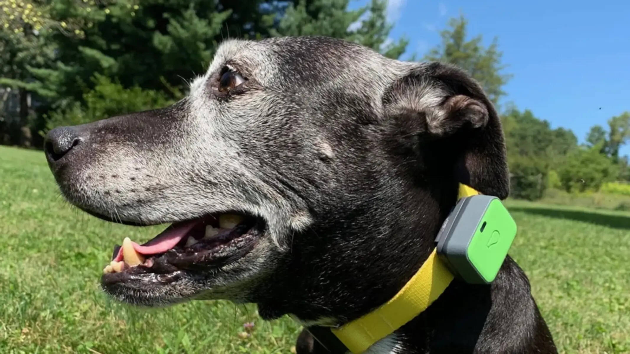 Pet Protection: Choosing The Best GPS Tracker For Your Furry Friend