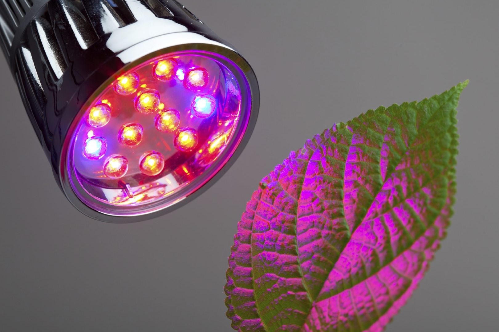 Photosynthesis Spectrum: Understanding Why Blue Light Is Optimal For Photosynthesis