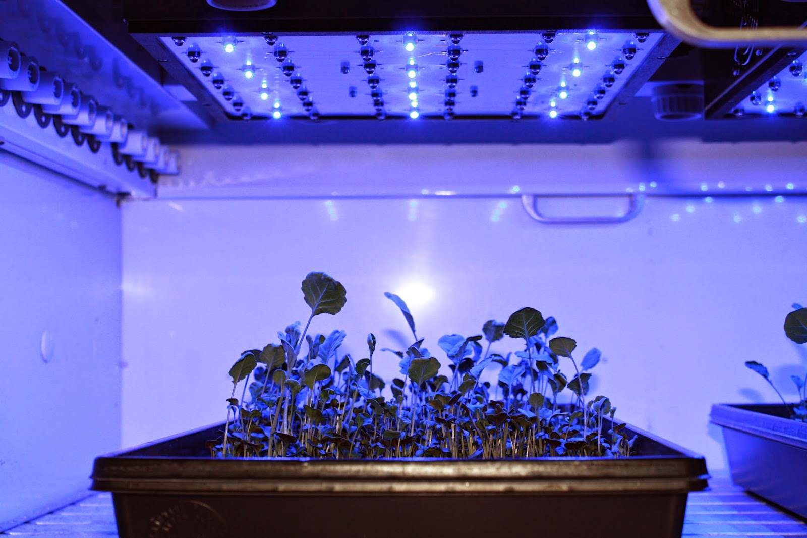 Photosynthetic Preference: Exploring Why Plants Favor Blue Light