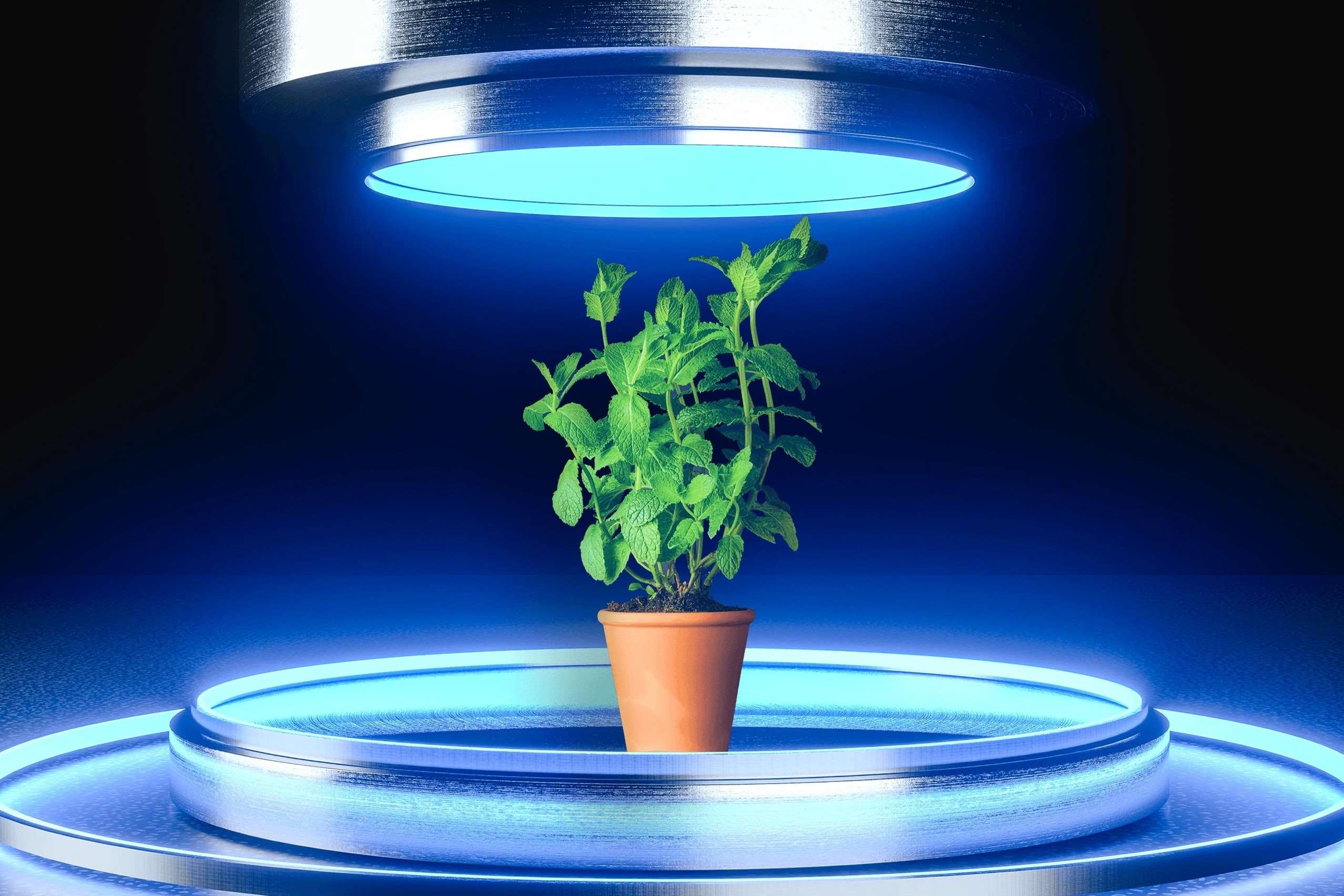 Plant Physiology: Understanding Why Plants Absorb Blue Light
