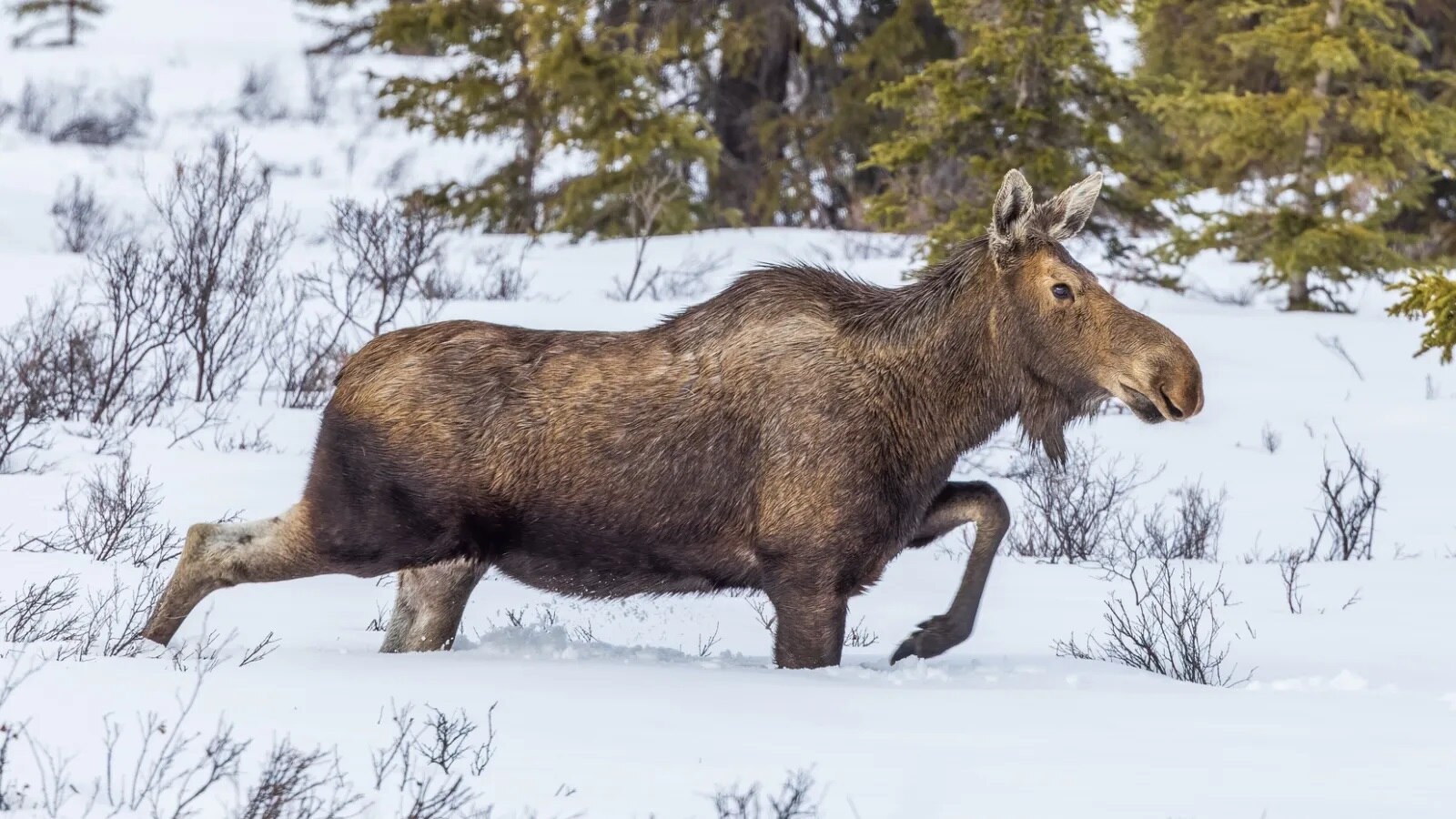 Close Encounter: Skiers Chased By Massive Moose In Jackson Hole