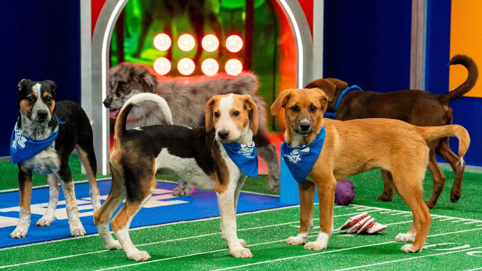 puppy-bowl-xx-meet-the-biggest-and-smallest-rescue-puppies-ever