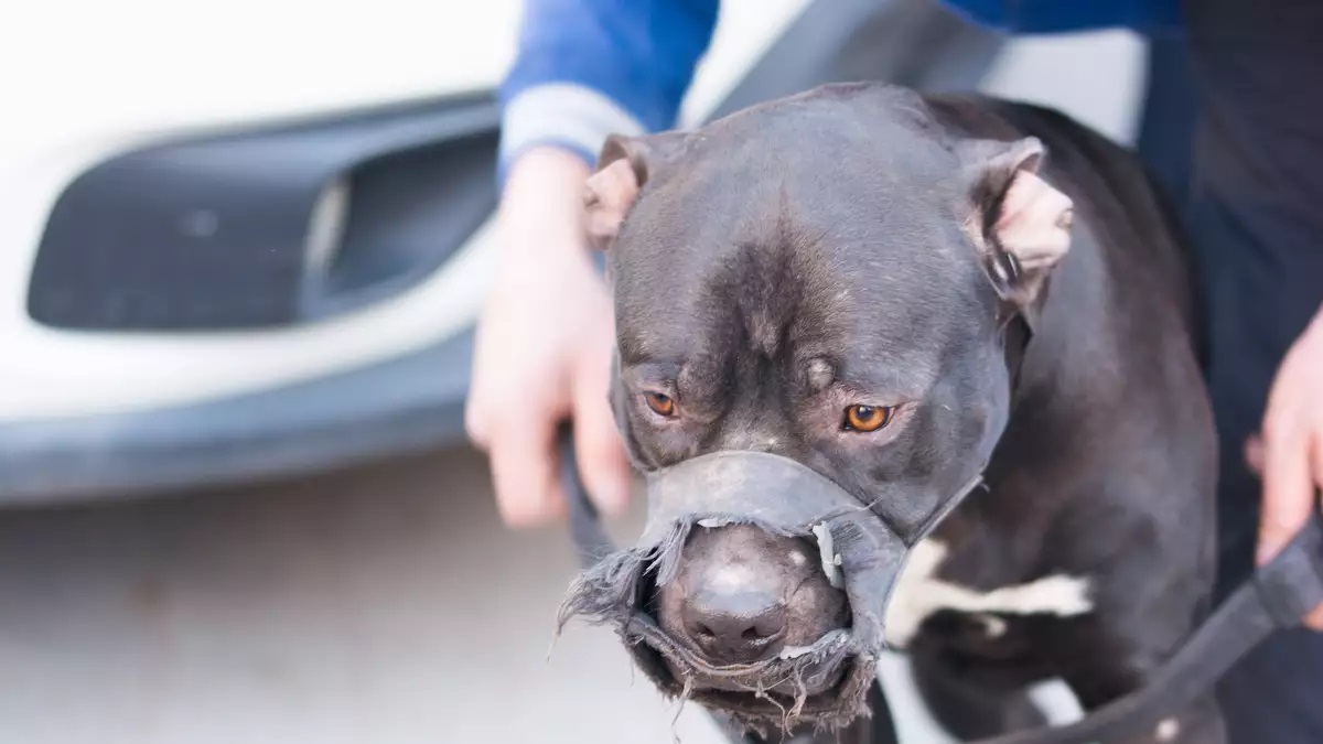 tragic-incident-unfolds-in-compton-as-man-is-fatally-attacked-by-his-pit-bulls